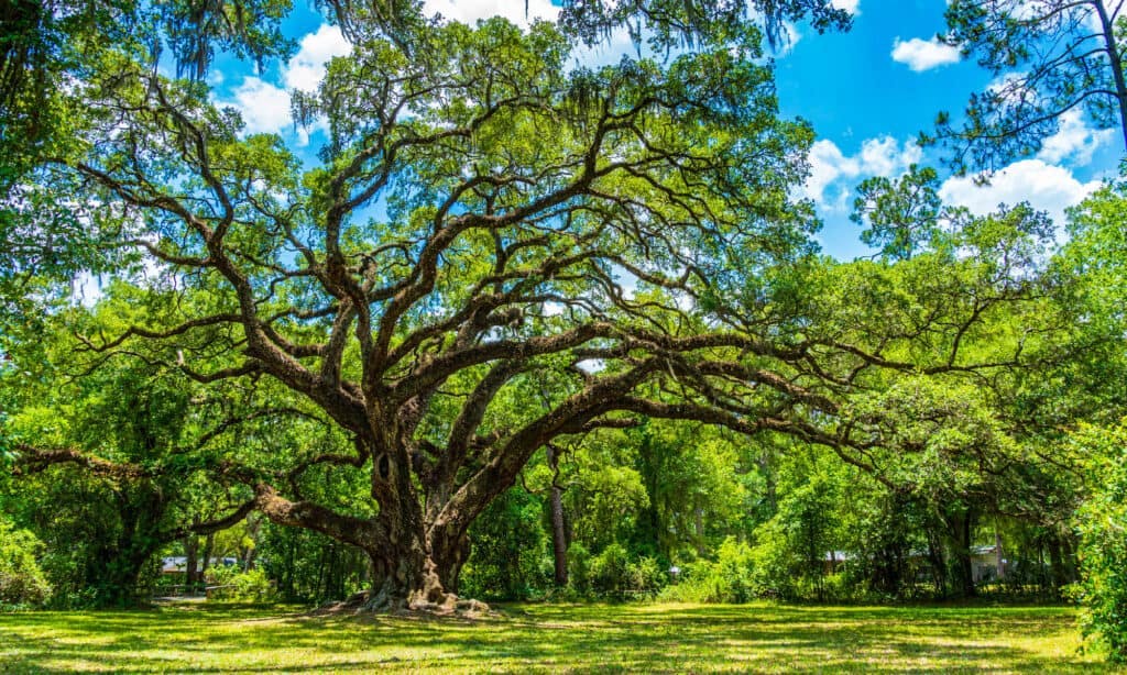 Texas Oak Quercus texana
